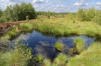 Water surface and marsh grass in Himmelmoor, with a peat path in the background. Himmelmoor, the