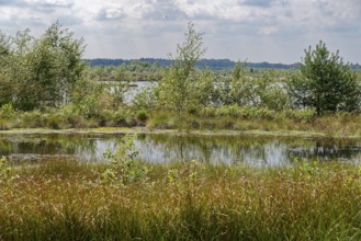 Water areas and marsh plants in the Himmelmoor. Himmelmoor, the largest raised bog in