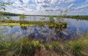 Water surface and marsh grass in Himmelmoor. Himmelmoor, the largest raised bog in