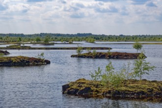 Peat islands in the water areas of Himmelmoor. Himmelmoor, the largest raised bog in
