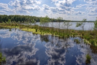 Water surface and marsh plants in the Himmelmoor, clouds are reflected in the water. Himmelmoor,