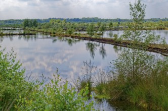 Dry peat paths separate the water areas in the Himmelmoor. Himmelmoor, the largest raised bog in