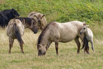 Wild Konik horses with foals and Highland cattle, Galloway, on the pastures of the Geltinger Birk