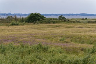 Heath, water areas, marshes, salt marshes and dunes characterise the landscape in the Geltinger