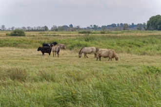 Wild horses of the Konik species and Highland cattle, Galloway, on the pastures of the Geltinger