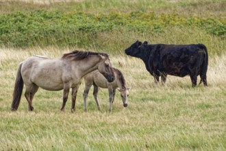 Wild horse of the Konik species with foal and Highland cattle, Galloway, on the pastures of the