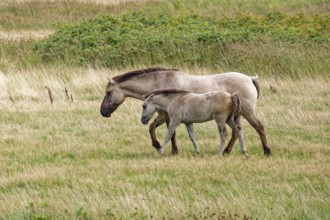 Wild horse of the Konik species with foal on the pastures of the Geltinger Birk nature reserve.