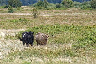 Highland cattle, Galloway, on the pastures of the Geltinger Birk nature reserve. Gelting,