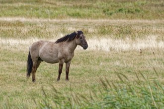 Wild horse of the Konik species on the pastures of the Geltinger Birk nature reserve. Gelting,
