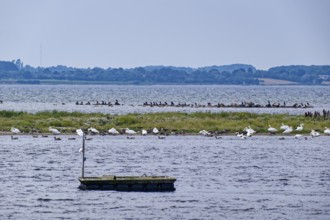 Waterfowl on the Geltinger Bucht in the Baltic Sea off the Geltinger Birk. Gelting,