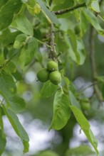 Real walnut, walnut tree (Juglans regia), with unripe fruit, North Rhine-Westphalia, Germany