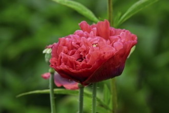 Double poppies (Papaver), North Rhine-Westphalia, Germany