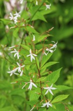 Gillenia trifoliata (Gillenia trifoliata), Netherlands