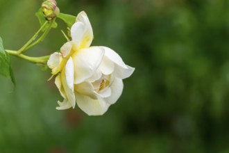 White-yellow rose blossom (Rosa sp.), North Rhine-Westphalia, Germany