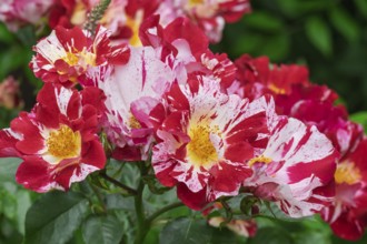 Shrub rose, rose variety Maurice Utrillo, Netherlands