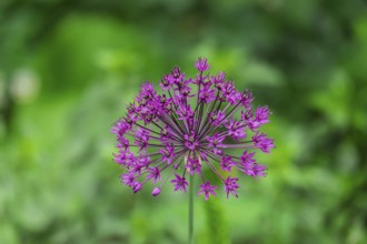 Ornamental leek (Allium sp.), inflorescence, Münsterland, North Rhine-Westphalia, Germany