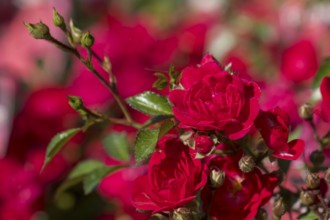 Red Roses, North Rhine-Westphalia, Germany