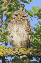 Little owl (Athene noctua) young bird sitting hidden in a tree, endangered bird species in Central