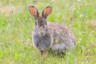 Wild rabbit (Oryctolagus cuniculus), sitting in a meadow, adult, alert, wildlife, animals, rodent,