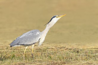 Grey heron (Ardea cinerea), devouring a field mouse (Microtus arvalis) caught in a mown meadow,