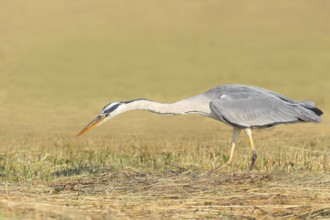 Grey heron (Ardea cinerea), looking for food in a mown meadow, hunting, spring, wildlife, nature