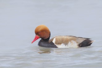 Red-crested pochard (Netta rufina), male, swimming in water, wildlife, animals, duck, Ziggsee, Lake