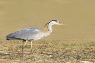 Grey heron (Ardea cinerea), looking for food in a mown meadow, spring, wildlife, nature