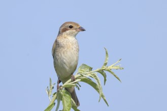 Red-backed shrike (Lanius collurio), female on perching branch, looking for prey, wildlife,