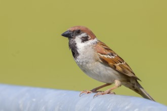 Tree sparrow (Passer montanus), sitting on a galvanised pipe, wildlife, animals, birds, sparrow,