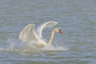 Mute swan (Cygnus olor) in flight, lands in the water, wildlife, animals, swan, Lake Neusiedl