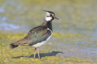 Lapwing (Vanellus vanellus) adult bird foraging in mudflats, wildlife, animals, birds, plover