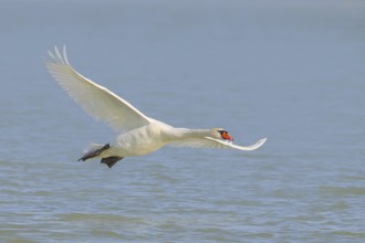 Mute swan (Cygnus olor) in flight, wildlife, animals, swan, Lake Neusiedl National Park, Seewinkel,