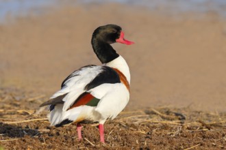 Shelduck (Tadorna tadorna) or shelduck, male, standing on the shore, wildlife, bird, goose, geese,