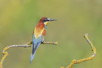 Bee-eater (Merops apiaster) sitting on a branch, male, breeding, wildlife, mating, migratory bird,