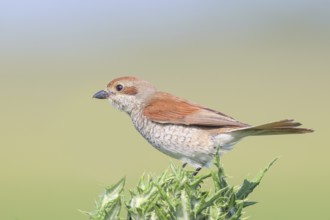 Red-backed shrike (Lanius collurio), female on thistle, looking for prey, wildlife, migratory bird,