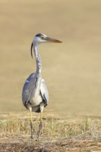 Grey heron (Ardea cinerea), looking for food in a mown meadow, spring, wildlife, nature