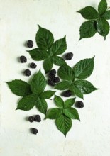Fresh blackberries, with foliage, top view, on a light background, no people