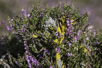 Lichens, yellow lichen (Xanthoria parietina) and crustose lichen (Aspicilla) on heather (Calluna