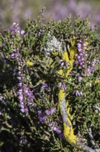 Lichens, yellow lichen (Xanthoria parietina) and crustose lichen (Aspicilla) on heather (Calluna
