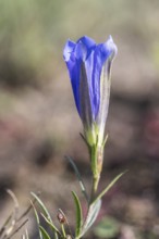 Lung gentian (Gentiana pneumonanthe), Emsland, Lower Saxony, Germany