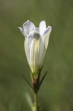 Lung gentian (Gentiana pneumonanthe), white colour variant, Emsland, Lower Saxony, Germany