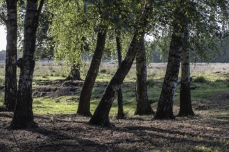 Birch trees (Betula pendula), group, Emsland, Lower Saxony, Germany