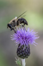 Golden hoverfly (Ferdinandea cuprea), Emsland, Lower Saxony, Germany