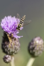 Common stiletto hoverfly (Sphaerophoria scripta), Emsland, Lower Saxony, Germany