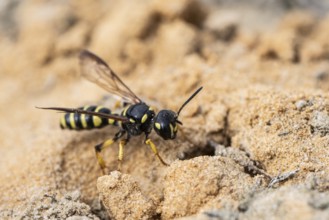 Digger wasp (Gorytes laticinctus), Emsland, Lower Saxony, Germany