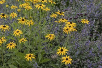 Flower bed with coneflower (Rudbeckia sullivantii), Emsland, Lower Saxony, Germany