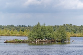 Waterfowl on an island in the lake of the Fockbeker Moor. The Fockbeker Moor is a nature reserve in