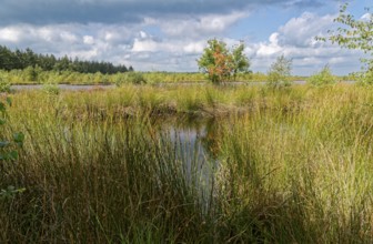 The Fockbeker Moor is a nature reserve in the Schleswig-Holstein municipalities of Fockbek and Hohn