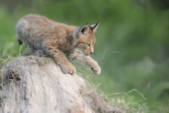 Playful... Eurasian lynx (Lynx lynx), young lynx training, practising his strength and dexterity on