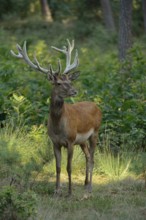 In the middle of the forest... Red deer (Cervus elaphus), young stag in velvet, standing completely
